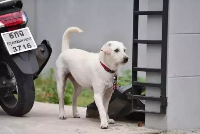 為慶祝走失愛犬順利找回,大叔連擺三天流水席:隨便吃