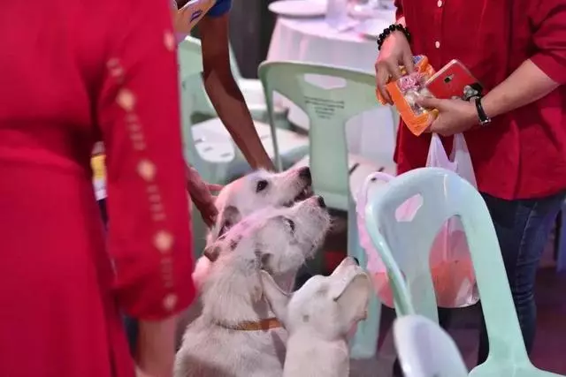 為慶祝走失愛犬順利找回,大叔連擺三天流水席:隨便吃