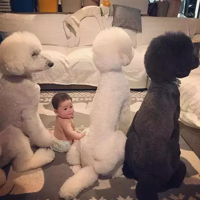 狗真的懂得謙讓小孩子嗎?