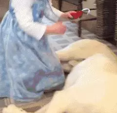 狗真的懂得謙讓小孩子嗎?