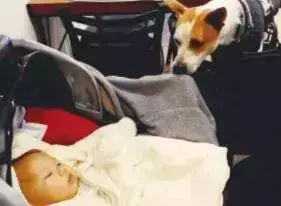 狗真的懂得謙讓小孩子嗎?