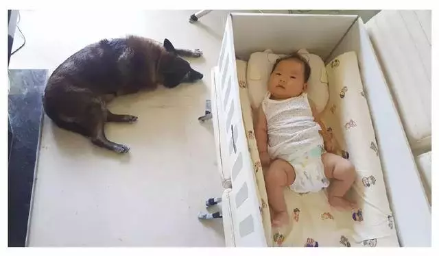 狗真的懂得謙讓小孩子嗎?