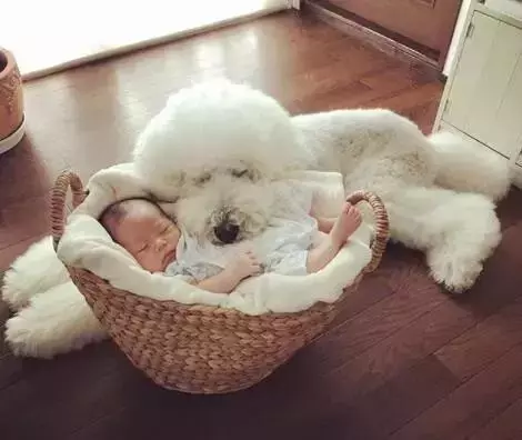 狗真的懂得謙讓小孩子嗎?