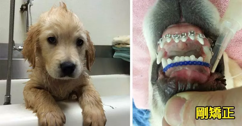 黃金獵犬寶寶因牙齒長太歪非得戴矯正牙套,矯正後張開嘴笑呆樣真的萌死人了!