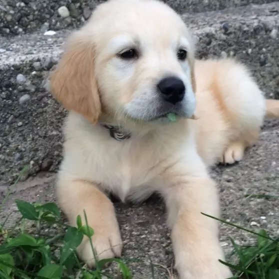 黃金獵犬寶寶因牙齒長太歪非得戴矯正牙套,矯正後張開嘴笑呆樣真的萌死人了!