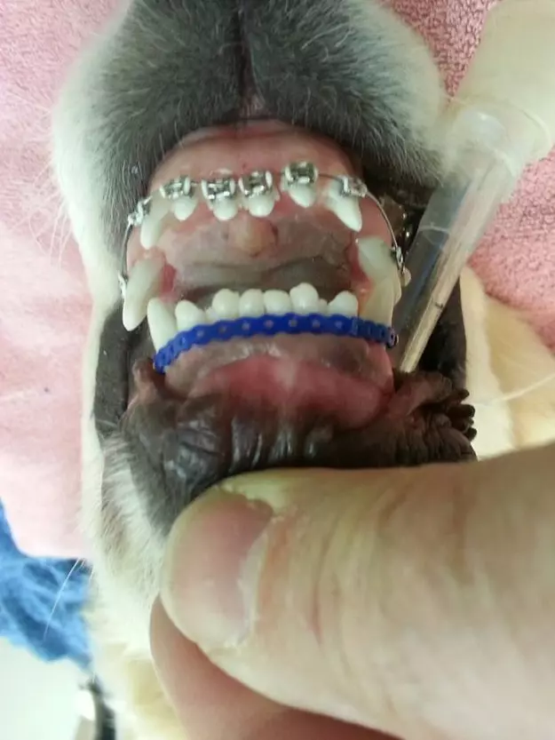 黃金獵犬寶寶因牙齒長太歪非得戴矯正牙套,矯正後張開嘴笑呆樣真的萌死人了!