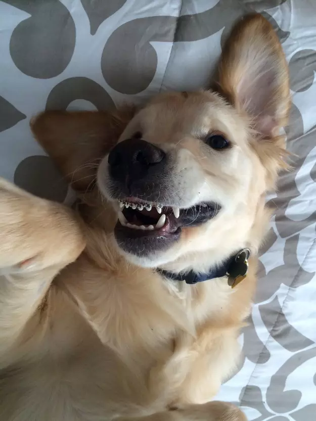 黃金獵犬寶寶因牙齒長太歪非得戴矯正牙套,矯正後張開嘴笑呆樣真的萌死人了!