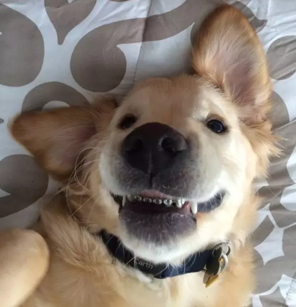 黃金獵犬寶寶因牙齒長太歪非得戴矯正牙套,矯正後張開嘴笑呆樣真的萌死人了!