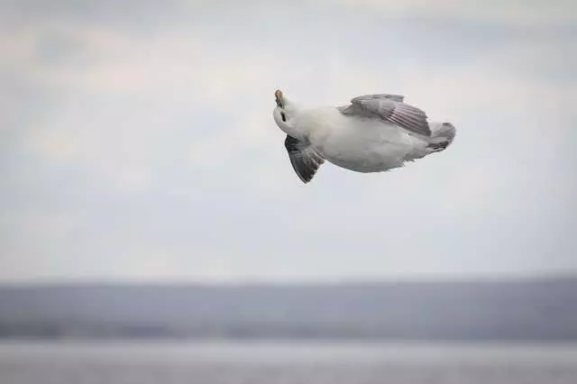 攝影師無意間拍到「世界最爽的鳥」 第一眼就嘴角失守了