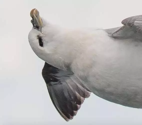 攝影師無意間拍到「世界最爽的鳥」 第一眼就嘴角失守了