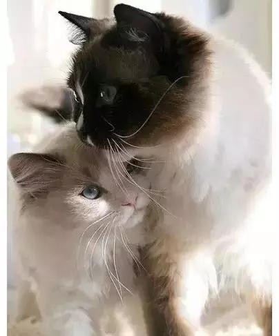 貓咪的情侶照，情到深處自然萌~ &amp;貓咪其實不像表面上那麼堅強，鏟屎官不在家時它也會十分想念