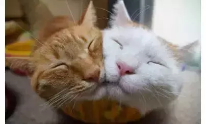 貓咪的情侶照，情到深處自然萌~ &amp;貓咪其實不像表面上那麼堅強，鏟屎官不在家時它也會十分想念