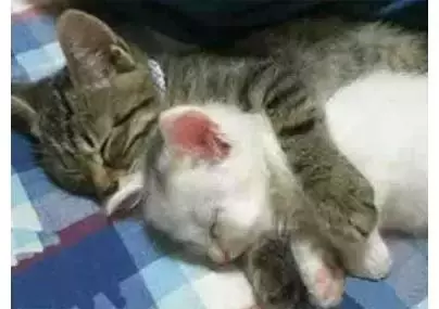 貓咪的情侶照，情到深處自然萌~ &amp;貓咪其實不像表面上那麼堅強，鏟屎官不在家時它也會十分想念