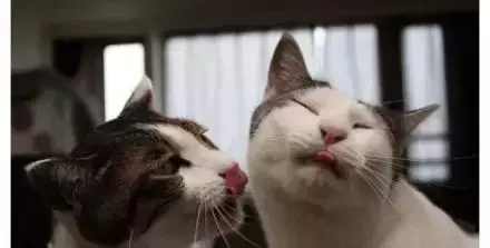 貓咪的情侶照，情到深處自然萌~ &amp;貓咪其實不像表面上那麼堅強，鏟屎官不在家時它也會十分想念
