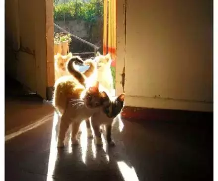 貓咪的情侶照，情到深處自然萌~ &amp;貓咪其實不像表面上那麼堅強，鏟屎官不在家時它也會十分想念