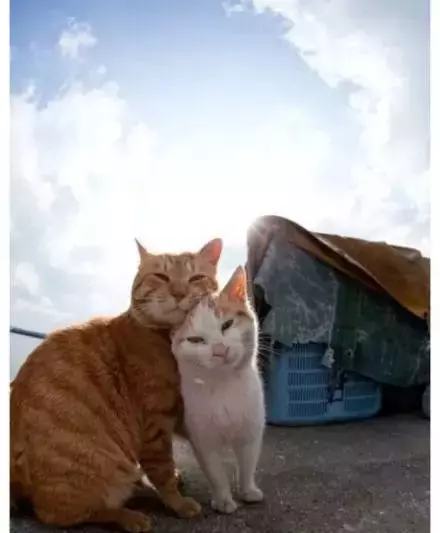 貓咪的情侶照，情到深處自然萌~ &amp;貓咪其實不像表面上那麼堅強，鏟屎官不在家時它也會十分想念