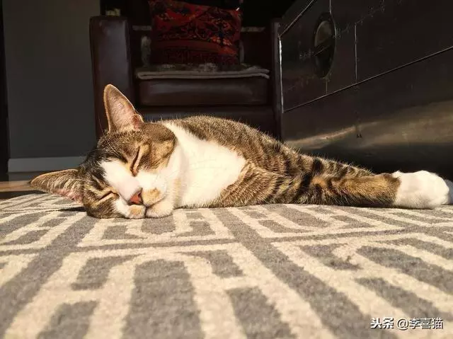 貓咪的情侶照，情到深處自然萌~ &amp;貓咪其實不像表面上那麼堅強，鏟屎官不在家時它也會十分想念