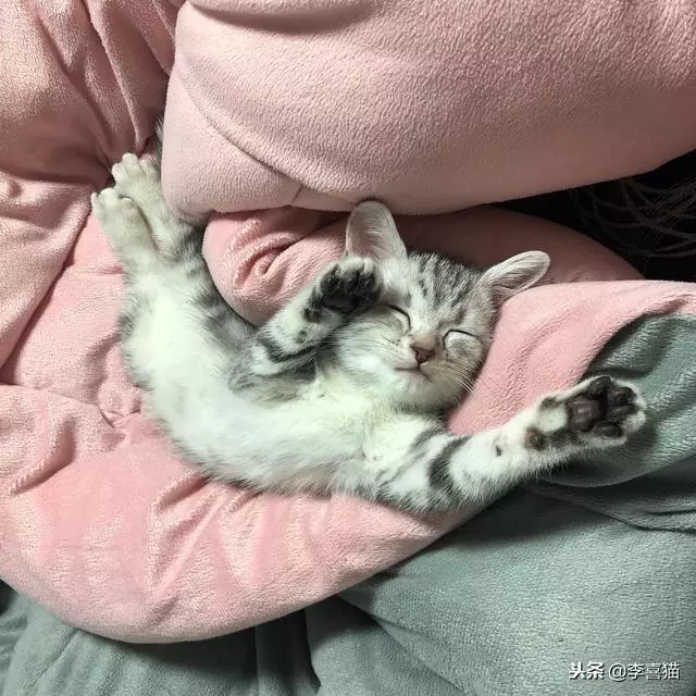 貓咪的情侶照，情到深處自然萌~ &amp;貓咪其實不像表面上那麼堅強，鏟屎官不在家時它也會十分想念