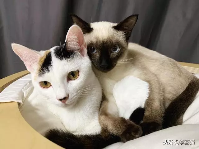 貓咪的情侶照，情到深處自然萌~ &amp;貓咪其實不像表面上那麼堅強，鏟屎官不在家時它也會十分想念