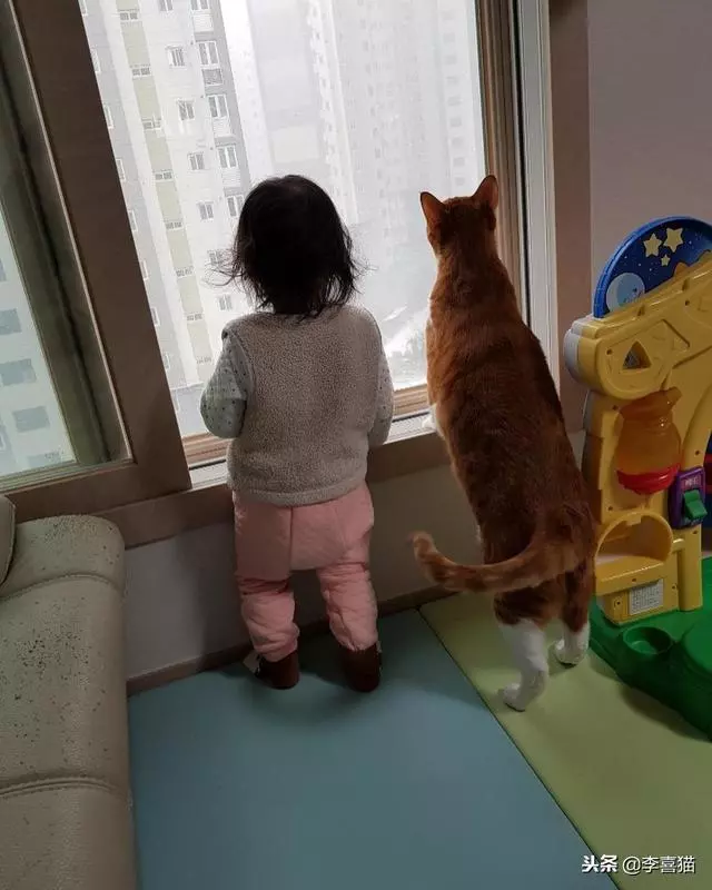 貓咪的情侶照，情到深處自然萌~ &amp;貓咪其實不像表面上那麼堅強，鏟屎官不在家時它也會十分想念