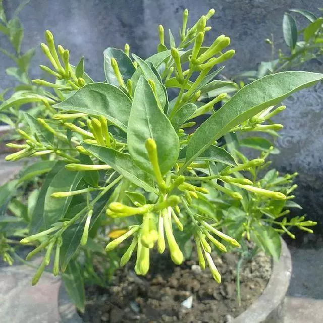 9種比香水還要香的花!種在陽臺上,滿屋子自然清香!