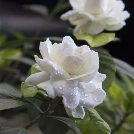 9種比香水還要香的花!種在陽臺上,滿屋子自然清香!