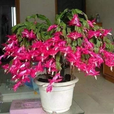 9種比香水還要香的花!種在陽臺上,滿屋子自然清香!