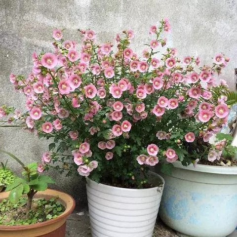 9種比香水還要香的花!種在陽臺上,滿屋子自然清香!