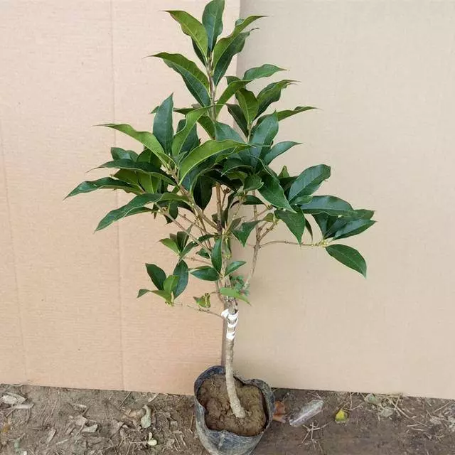 9種比香水還要香的花!種在陽臺上,滿屋子自然清香!