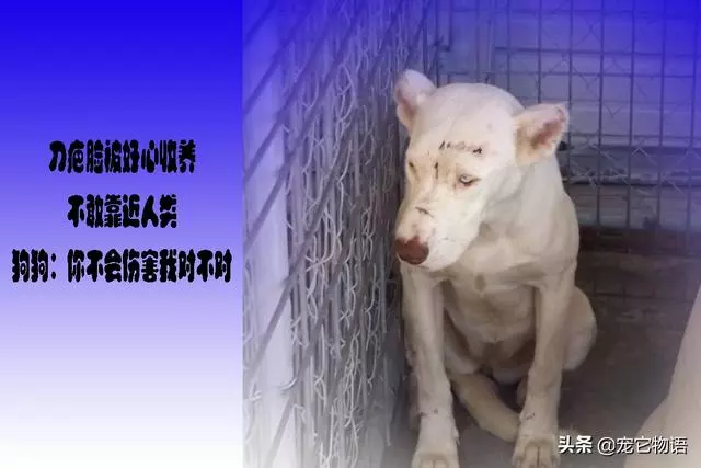 「刀疤臉」被好心領養不敢靠近人類,狗狗:你不會傷害我對不對