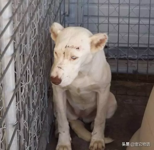 「刀疤臉」被好心領養不敢靠近人類,狗狗:你不會傷害我對不對