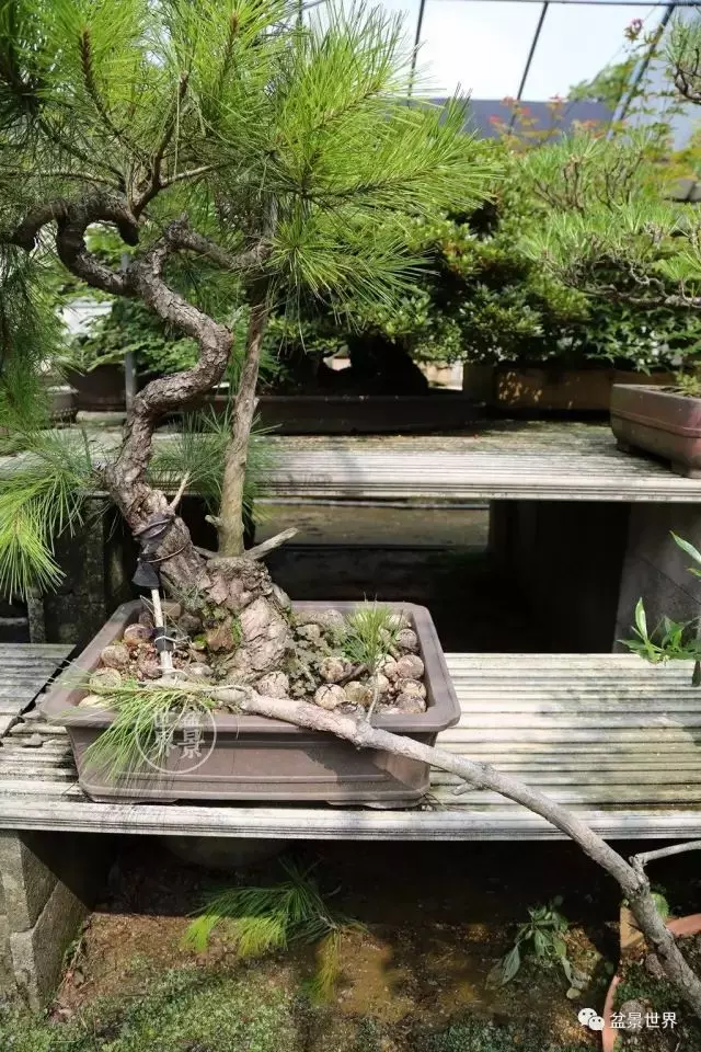 奇!韓國盆景「整容術」