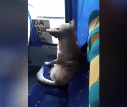 影/感受來自人類的溫暖!暖心司機不避諱「浪浪上車取暖」,乖巧坐在座位上看風景!網友大讚:車上好暖!