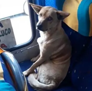影/感受來自人類的溫暖!暖心司機不避諱「浪浪上車取暖」,乖巧坐在座位上看風景!網友大讚:車上好暖!