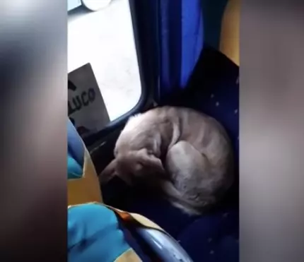 影/感受來自人類的溫暖!暖心司機不避諱「浪浪上車取暖」,乖巧坐在座位上看風景!網友大讚:車上好暖!