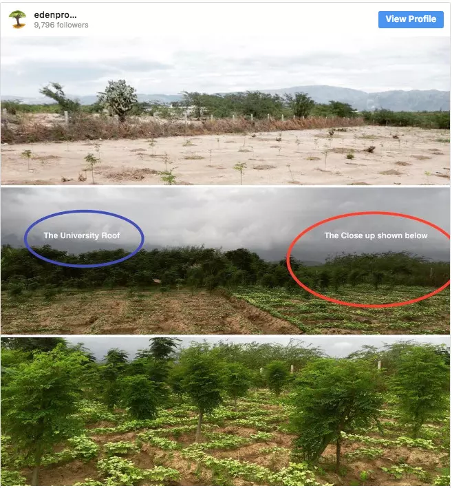 20張讓你想哭的「地球還有希望」世界綠化照 為了一棵小樹馬路變成U字型