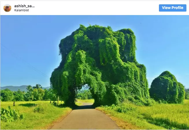 20張讓你想哭的「地球還有希望」世界綠化照 為了一棵小樹馬路變成U字型