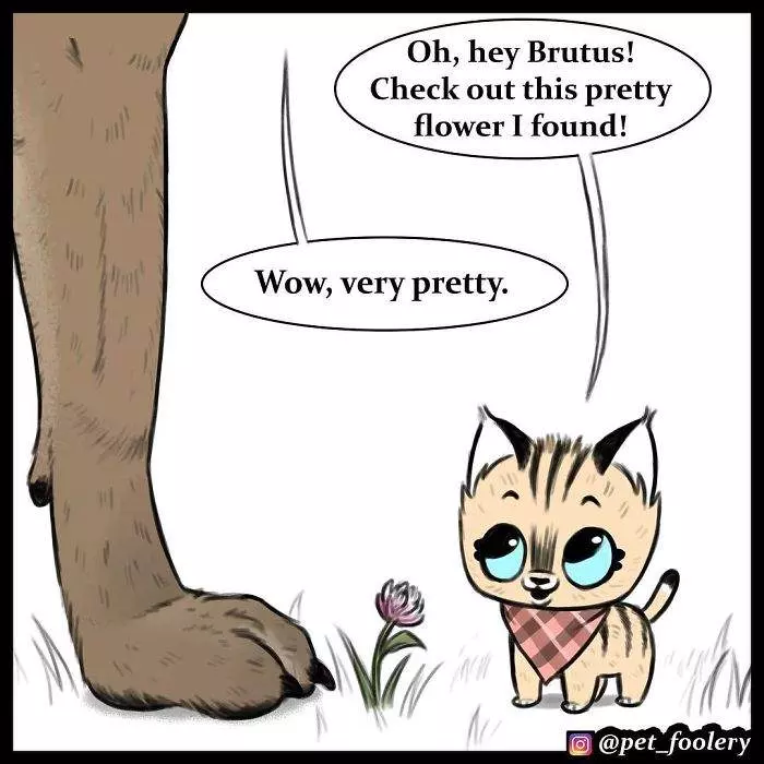 有大哥罩就是這種感覺? 超寵「軍犬與小家貓」讓網友甜到掉牙❤
