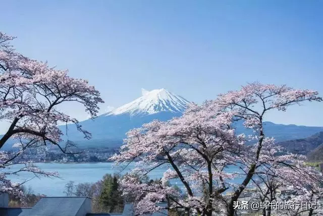 為何去日本旅遊的中國遊客越來越多?這是為什麼呢?