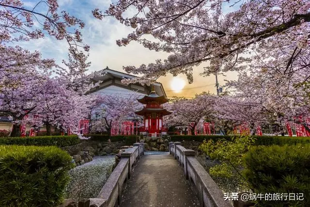 為何去日本旅遊的中國遊客越來越多?這是為什麼呢?