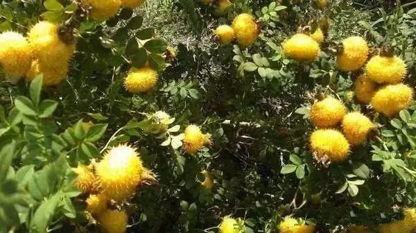 渾身都是刺的果樹,果實被譽為「維C之王」