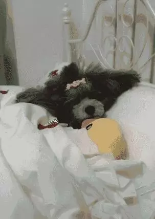 我把狗當孩子養,怎麼了?