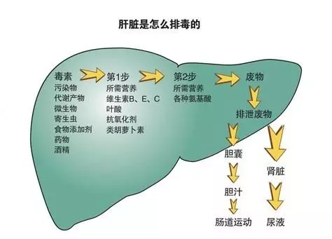 肝不好,除了指甲,這4個地方也會有變化!醫生推薦5個養肝小方法