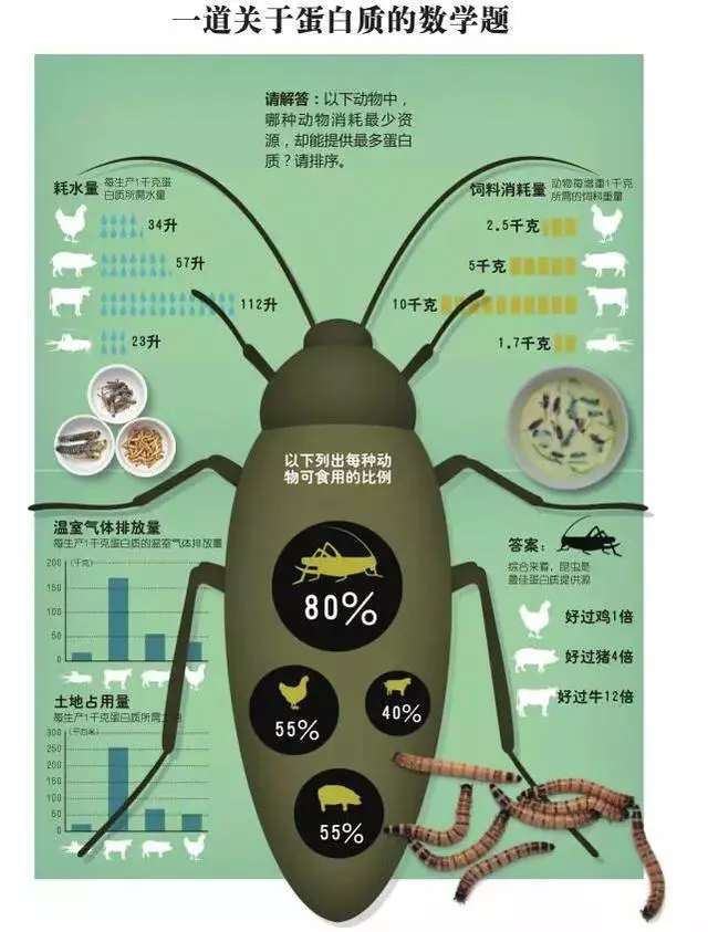未來食物是昆蟲,你敢吃嗎?