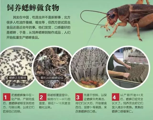 未來食物是昆蟲,你敢吃嗎?