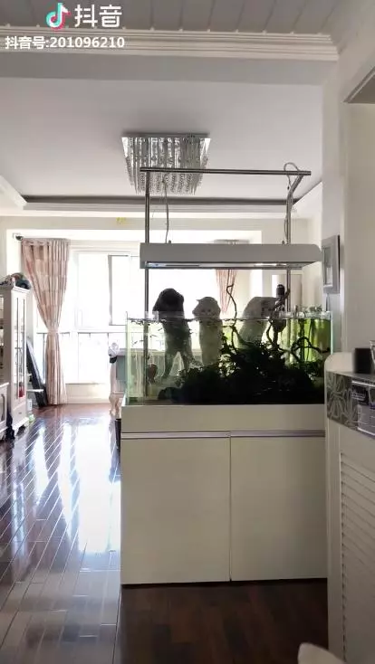 家賊難防! 主人回家見3喵趴魚缸 崩潰:那不是給你們加菜的啦…