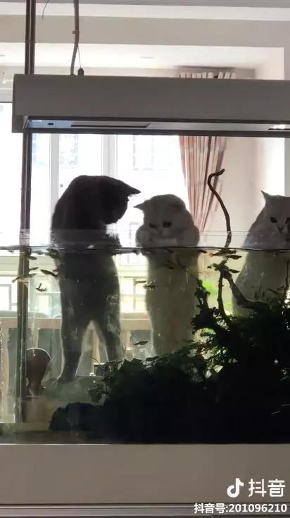 家賊難防! 主人回家見3喵趴魚缸 崩潰:那不是給你們加菜的啦…