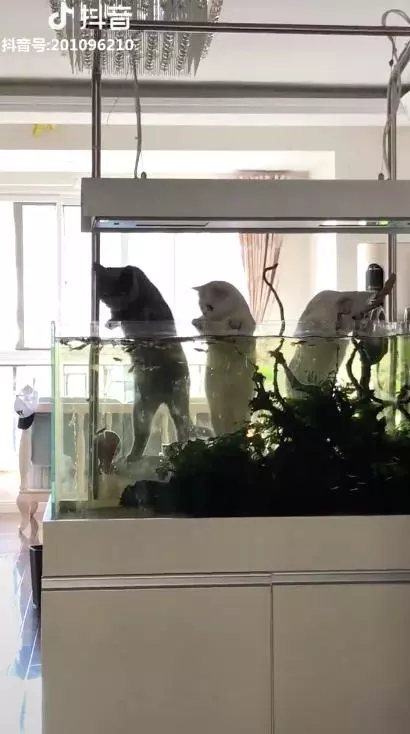 家賊難防! 主人回家見3喵趴魚缸 崩潰:那不是給你們加菜的啦…