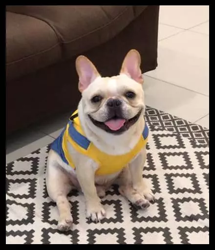 愛犬送去寵物店一天就死了 店主反要將狗主人列入黑名單?!