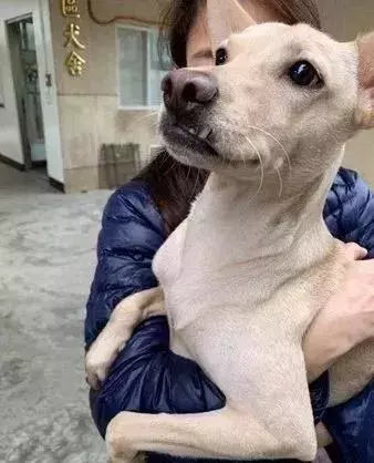 主人含淚棄養狗狗,兩小時後哭著找回:對不起......